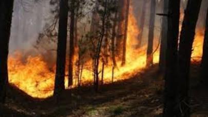 Hacıqabulda yanğın: 180 Eldar şamı yandı